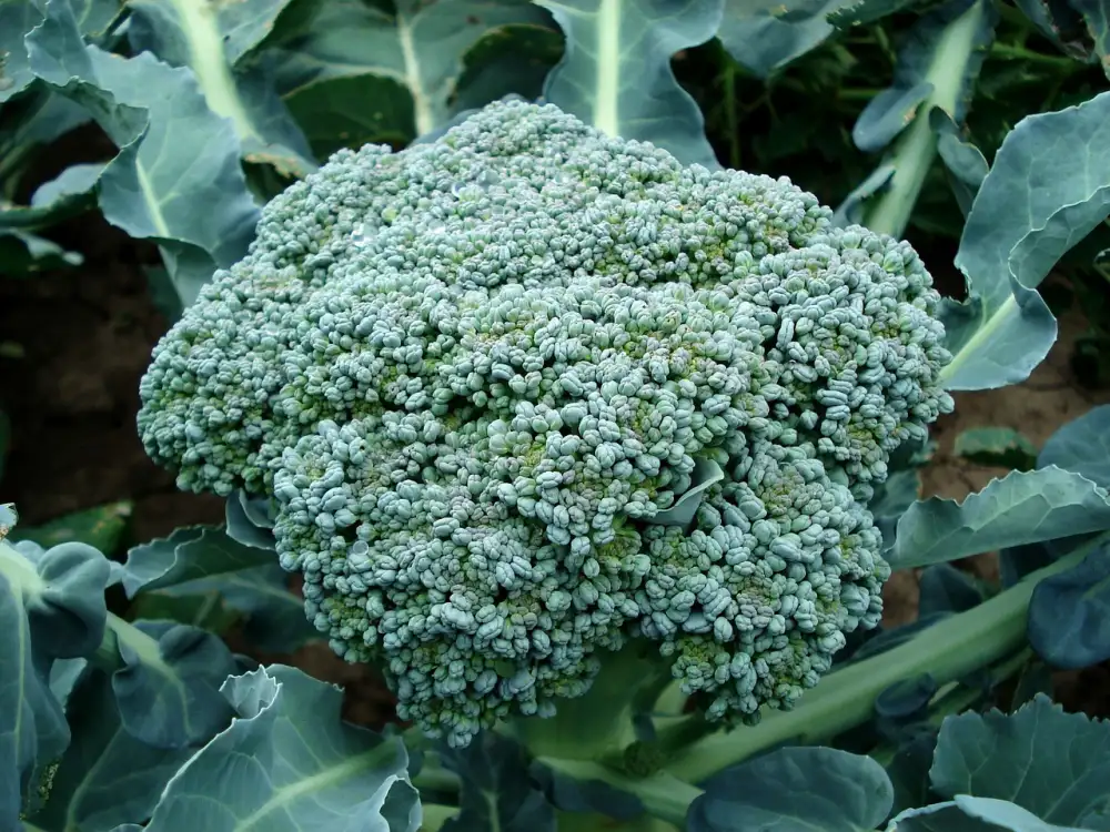 Broccoli Beef Recipe
