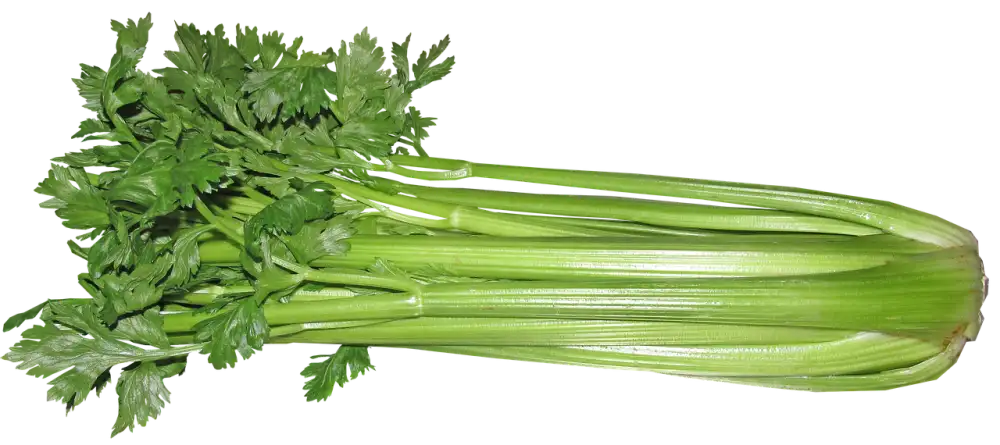 Celery Benefits