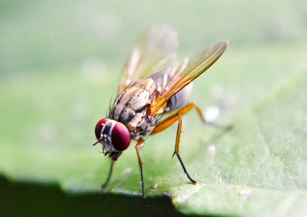 How To Get Rid Of Fruit Flies In The House