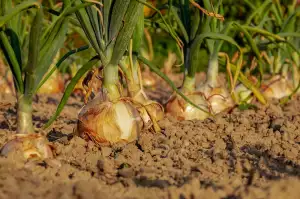Blooming Onion Recipe